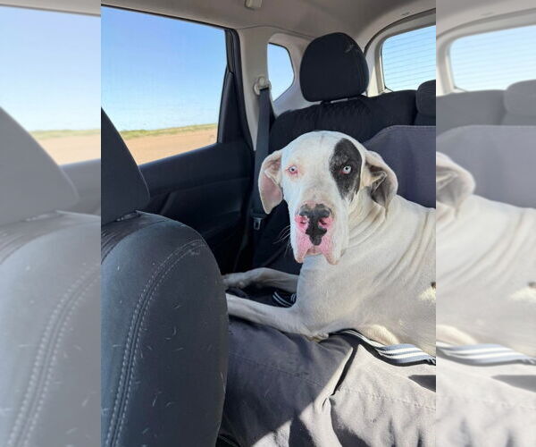 Medium Photo #2 Great Dane Puppy For Sale in Bullard, TX, USA
