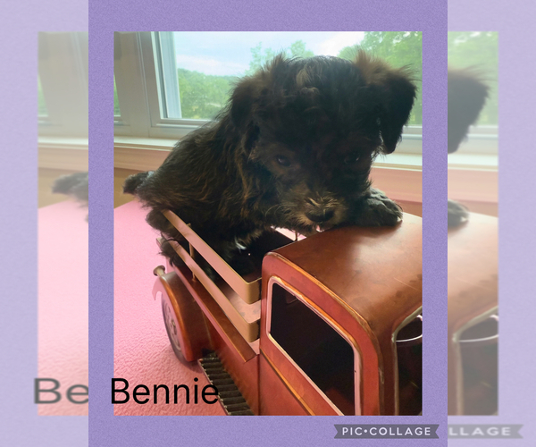 Medium Photo #8 Poodle (Toy)-Yorkshire Terrier Mix Puppy For Sale in BENNINGTON, IN, USA