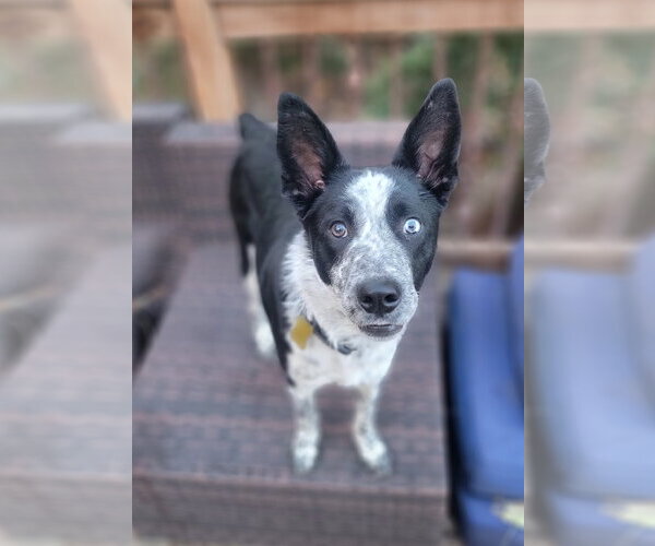 Medium Photo #1 Mutt Puppy For Sale in Sandy, UT, USA