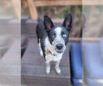 Ancel Adams - Male Mutt Dog for Adoption - Small photo