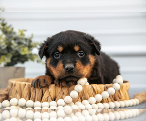 Rottweiler Litter for sale in BRYANT, IN, USA