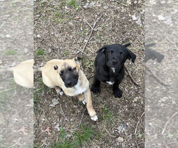 Medium Photo #4 Mutt Puppy For Sale in Springdale, PA, USA