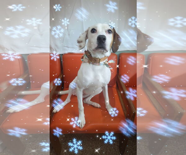 Medium Photo #2 Retriever -Unknown Mix Puppy For Sale in Martinsburg, WV, USA