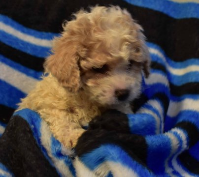 Medium Photo #1 Bichpoo Puppy For Sale in EPHRATA, PA, USA