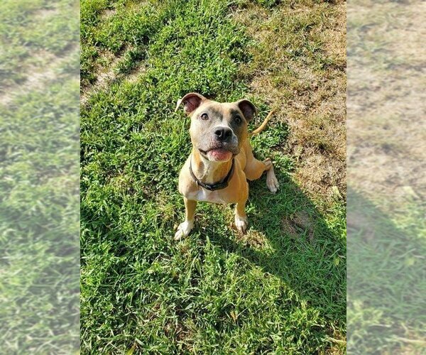 Medium Photo #6 American Pit Bull Terrier-Unknown Mix Puppy For Sale in Farmington, MN, USA
