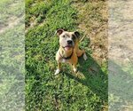 Small #5 American Pit Bull Terrier Mix