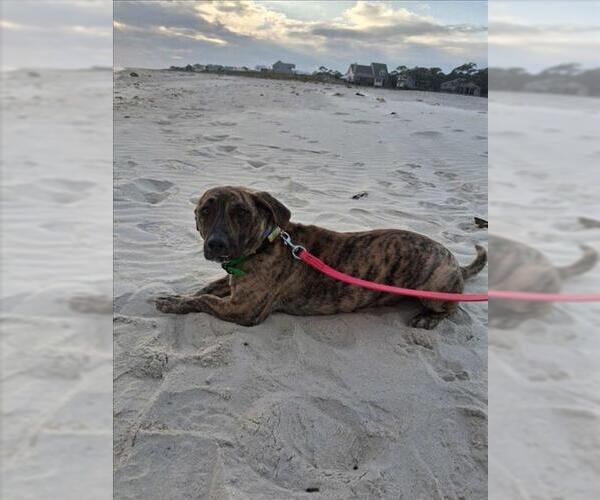 Medium Photo #3 Mutt Puppy For Sale in Mobile, AL, USA