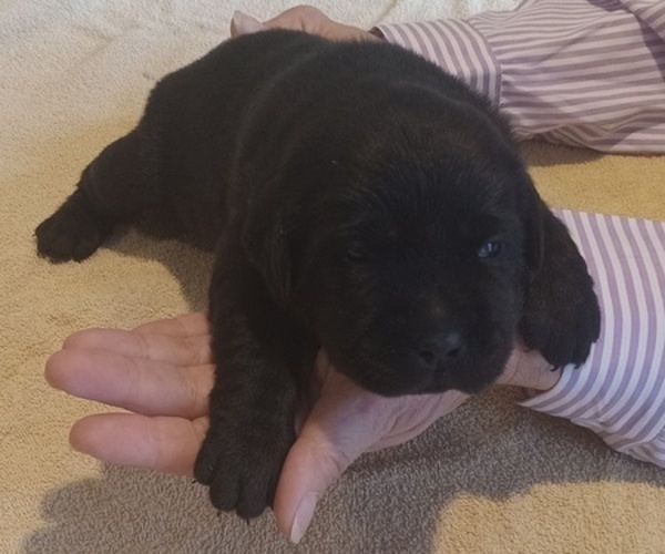 Medium Photo #15 Labrador Retriever Puppy For Sale in ORANGE, MA, USA