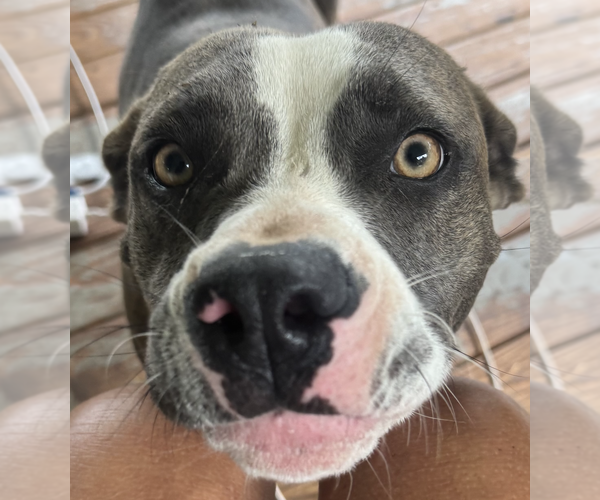 Medium Photo #3 American Bulldog-American Staffordshire Terrier Mix Puppy For Sale in Decatur, GA, USA