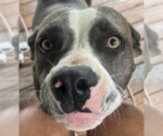 Small #2 American Bulldog-American Staffordshire Terrier Mix