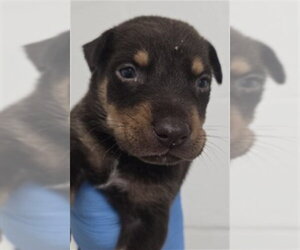 German Shepherd Dog-Unknown Mix Dogs for adoption in San Bernardino, CA, USA