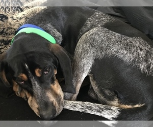 Coonhound Puppy for sale in ADRIAN, MI, USA