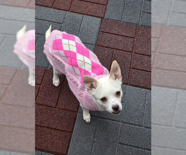 Medium Photo #3 Chihuahua-Unknown Mix Puppy For Sale in MIDWAY, UT, USA