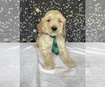 Small #1 Goldendoodle (Miniature)