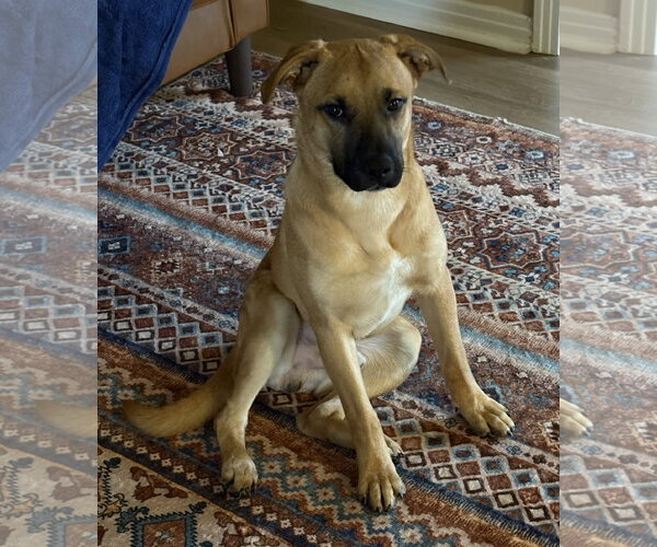 Medium Photo #4 Labrador Retriever-Unknown Mix Puppy For Sale in Wetumpka, AL, USA