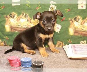 Chiweenie Puppy for sale in SHAWNEE, OK, USA