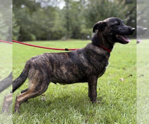Medium Photo #3 Labrador Retriever-Unknown Mix Puppy For Sale in Yardley, PA, USA