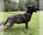 Small #2 Labrador Retriever Mix