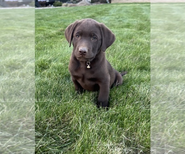 Medium Photo #5 Labrador Retriever Puppy For Sale in FREDERICKSBG, OH, USA