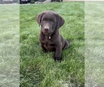 Small #4 Labrador Retriever