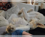 Small #1 Great Pyrenees