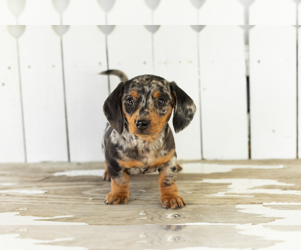 Medium Photo #2 Dachshund Puppy For Sale in BREMEN, IN, USA