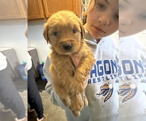 Golden Retriever Puppy for sale in WILMONT, MN, USA