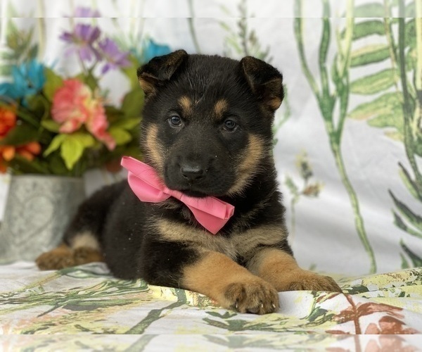 Medium Photo #1 German Shepherd Dog Puppy For Sale in LANCASTER, PA, USA