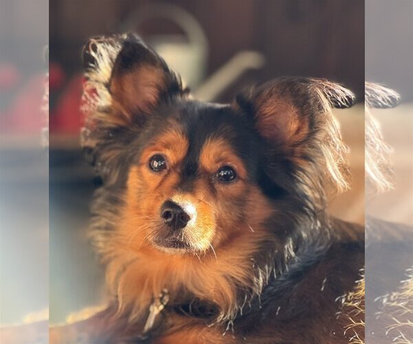 Medium Photo #12 Spaniel-Unknown Mix Puppy For Sale in Boonton, NJ, USA