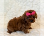 Small #4 Poodle (Toy)
