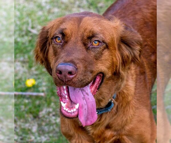 Medium Photo #2 Golden Shepherd Puppy For Sale in Laramie, WY, USA
