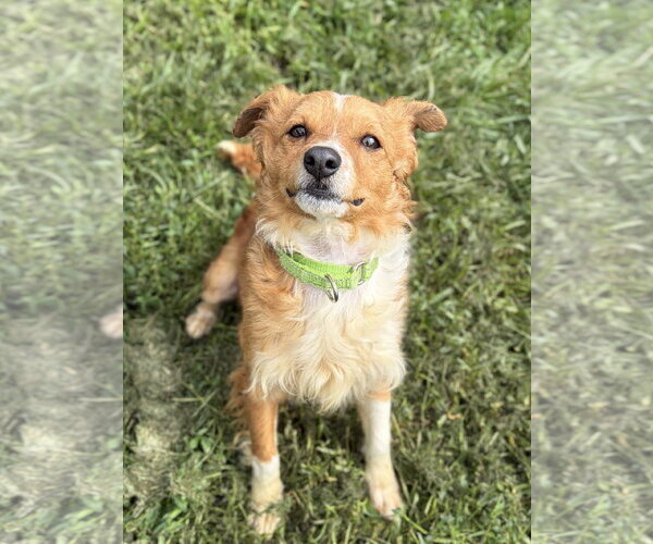Medium Photo #2 Chihuahua-Unknown Mix Puppy For Sale in Jefferson, WI, USA
