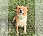 Small #1 Chihuahua Mix