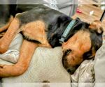 Small #2 German Shepherd Dog Mix
