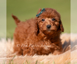Puppy Lumi AKC Poodle (Toy)