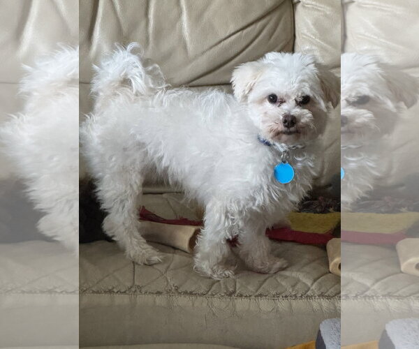 Medium Photo #1 Maltese Puppy For Sale in St. Louis Park, MN, USA