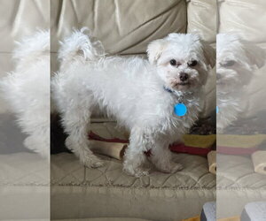 Maltese Dogs for adoption in St. Louis Park, MN, USA