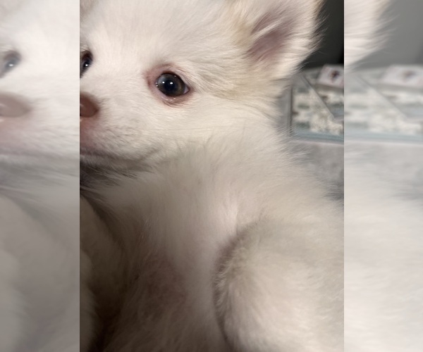 Medium Photo #13 Pomsky Puppy For Sale in GOLDEN VALLEY, AZ, USA