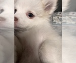 Small Photo #21 Pomsky Puppy For Sale in GOLDEN VALLEY, AZ, USA