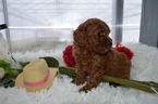 Small Photo #4 Cavapoo Puppy For Sale in HONEY BROOK, PA, USA