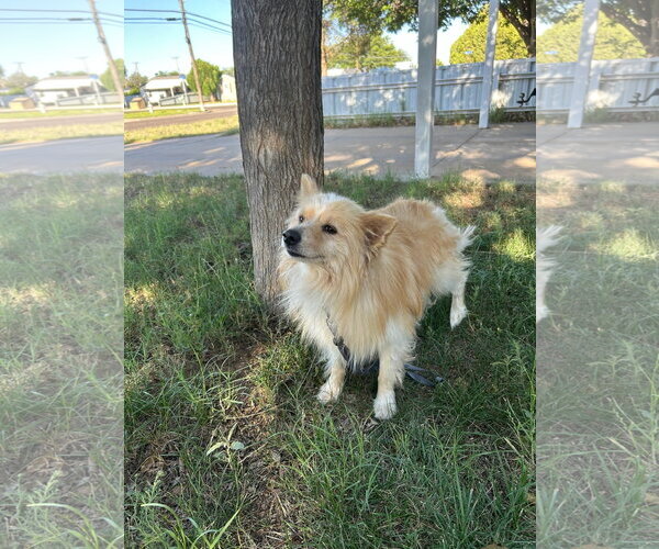 Medium Photo #3 Pomeranian-Unknown Mix Puppy For Sale in Grafton, WI, USA