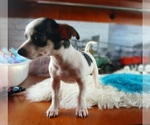 Small #4 Chihuahua