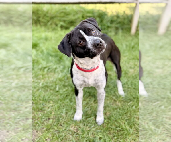 Medium Photo #1 German Shorthaired Pointer-Unknown Mix Puppy For Sale in Manahawkin, NJ, USA