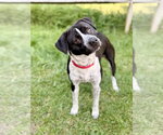 Roscoe - Male German Shorthaired Pointer-Unknown Mix Dog for Adoption - Small photo