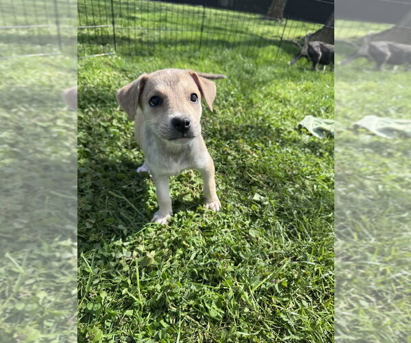 Medium Photo #1 Siberian Husky-Unknown Mix Puppy For Sale in Springdale, PA, USA