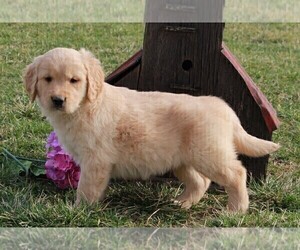 Golden Retriever Puppy for sale in FREDERICKSBURG, OH, USA