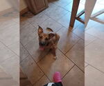 Small #1 German Shepherd Dog Mix