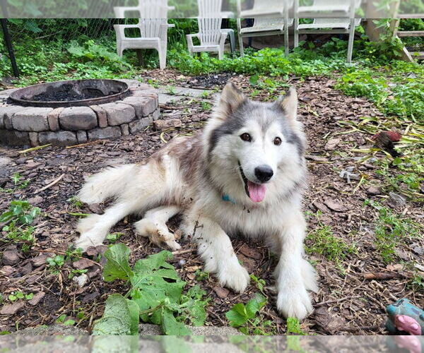 Medium Photo #2 Alaskan Malamute Puppy For Sale in Minneapolis, MN, USA