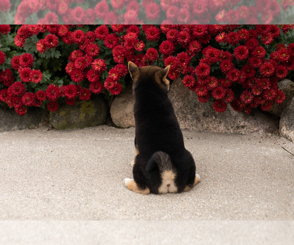 Medium Photo #5 Shiba Inu Puppy For Sale in MILLERSBURG, IN, USA
