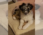 Small Photo #2 Australian Shepherd Puppy For Sale in BRIGGSDALE, CO, USA